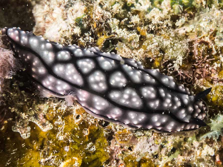 Phyllidiella lizae